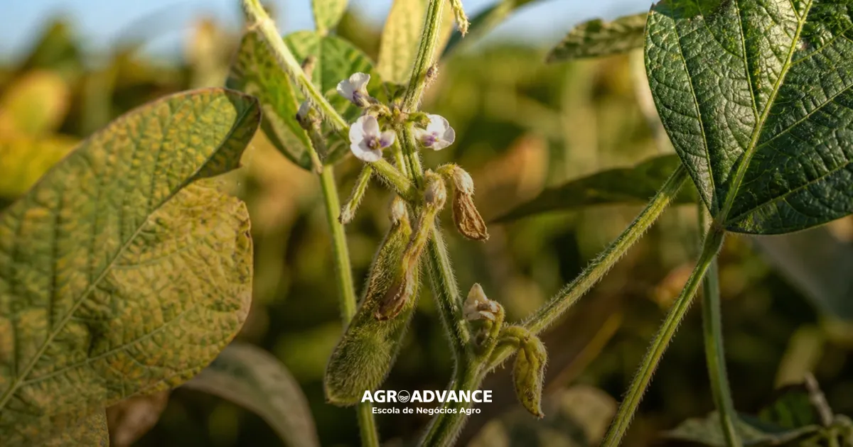 etileno nas plantas hormênio vegetal