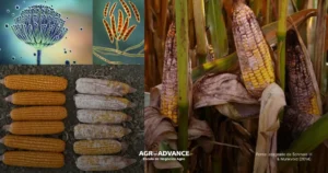 Micotoxinas em grãos