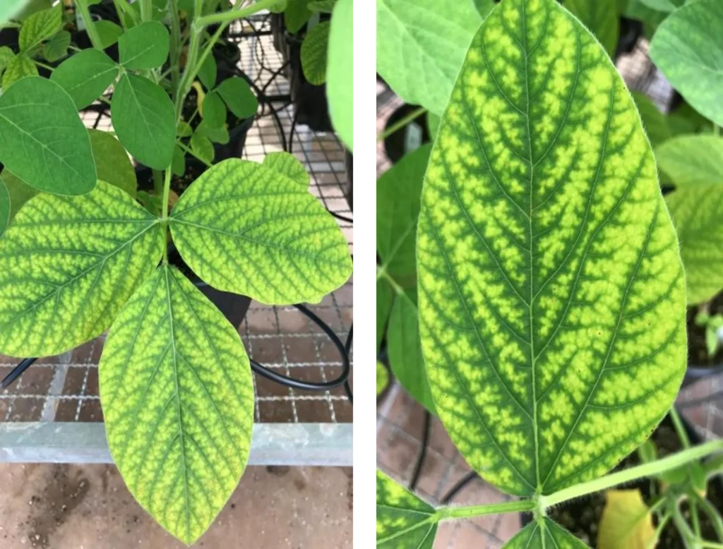 sintoma visual da deficiência de manganês Clorose internerval em folhas novas