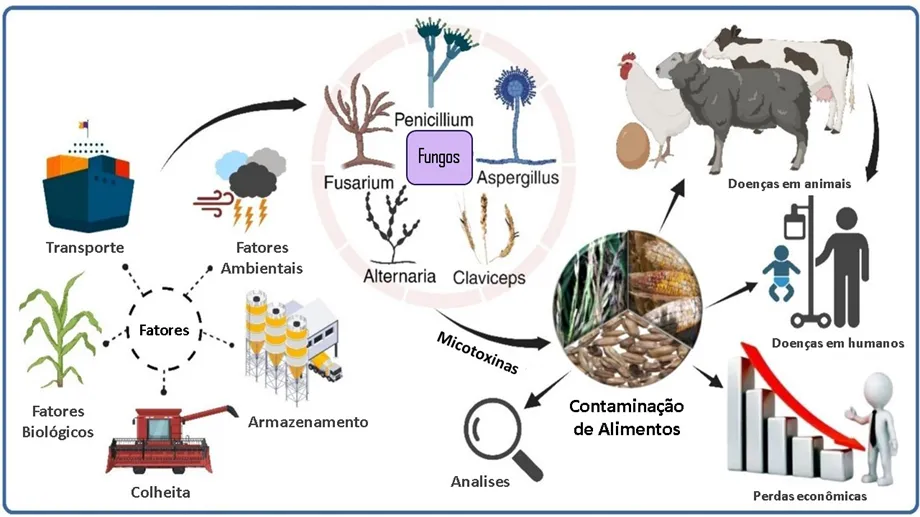 ocorrência de micotoxinas na cadeia de produção