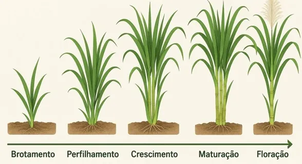 Ciclo fenológico cana