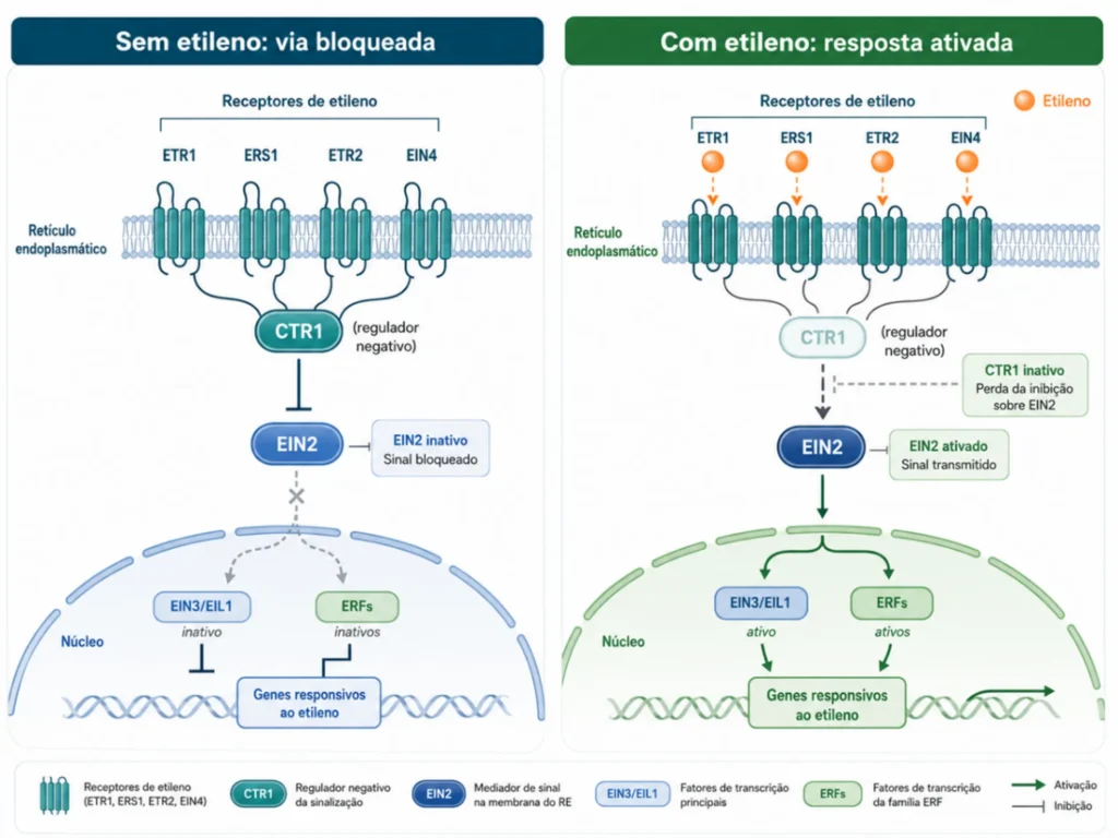 regulação negativa da percepção do etileno