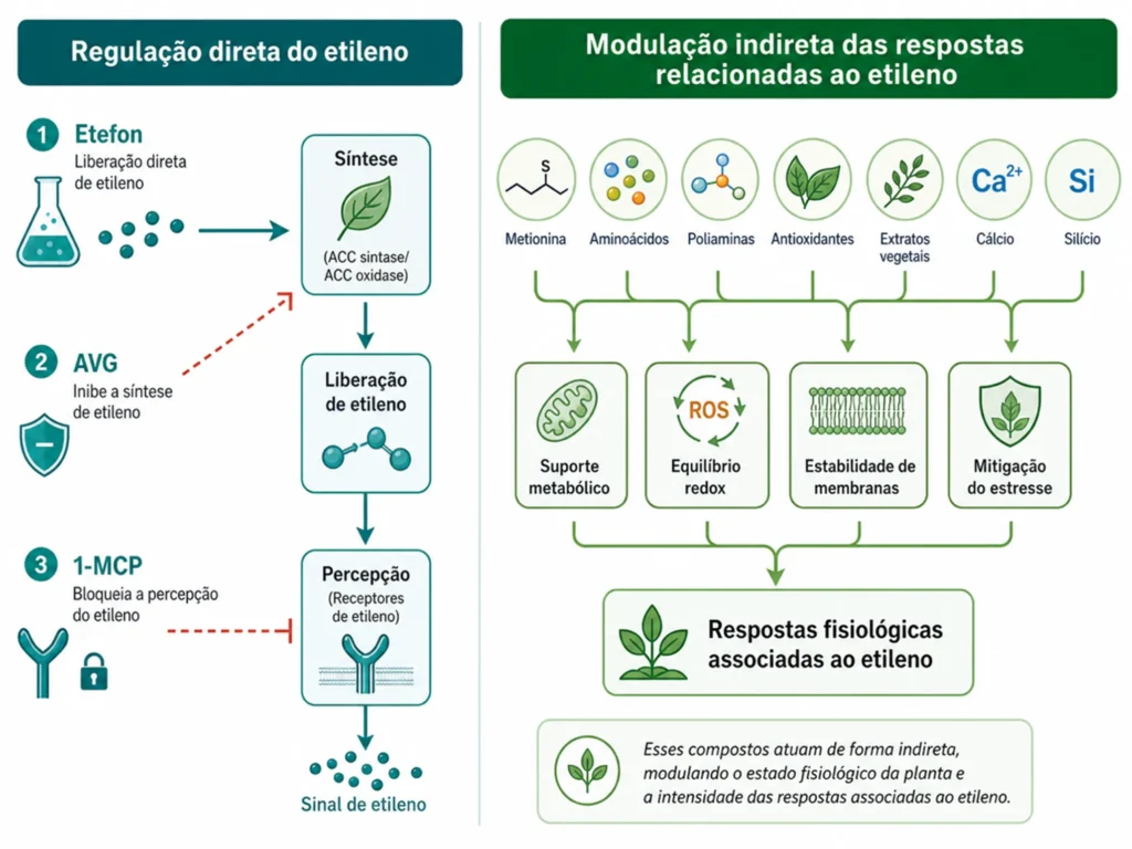 pontos de intervenção farmacológica na rota do etileno