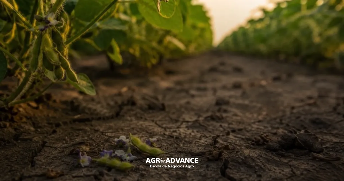 Ácido abscísico (ABA): o hormônio vegetal que coordena  estresse, dormência e define produtividade