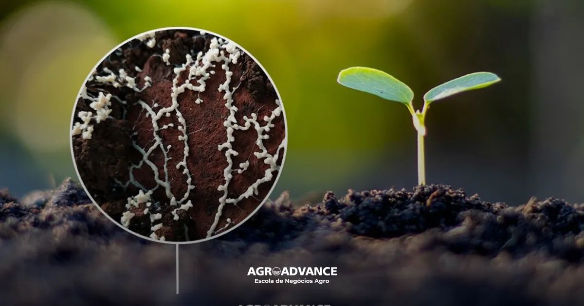Microbiologia do solo: importância, funções e papel na ciclagem de nutrientes
