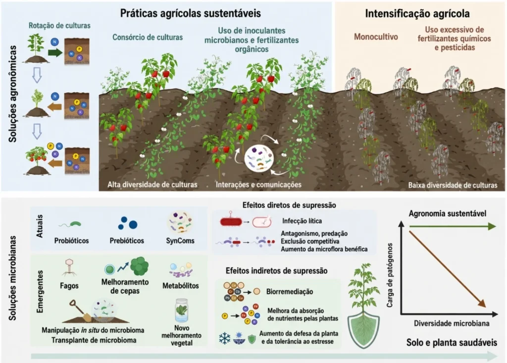 Estratégias agronômicas e microbianas para reduzir patógenos e melhorar a saúde do solo