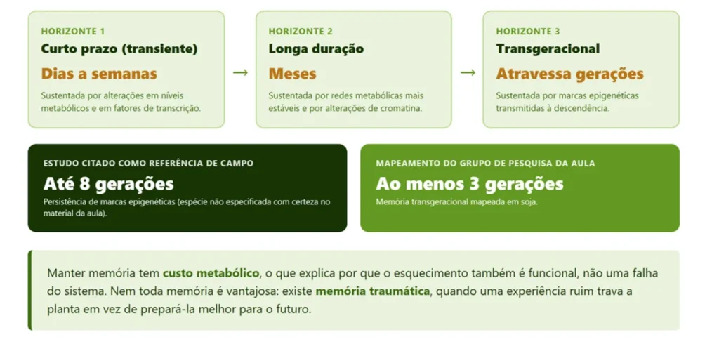 Quanto tempo dura uma memória vegetal