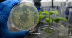 Placa de Petri com Agrobacterium tumefaciens
