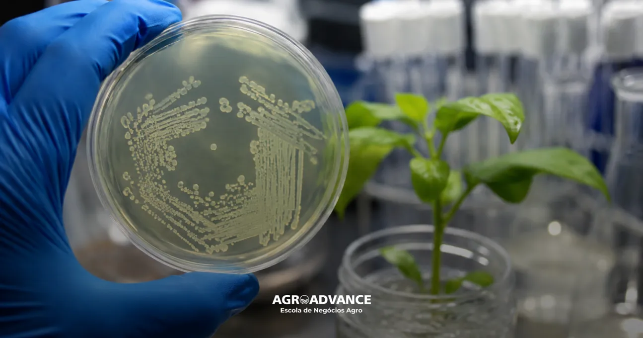 Agrobacterium tumefaciens: a bactéria que revolucionou a biotecnologia vegetal