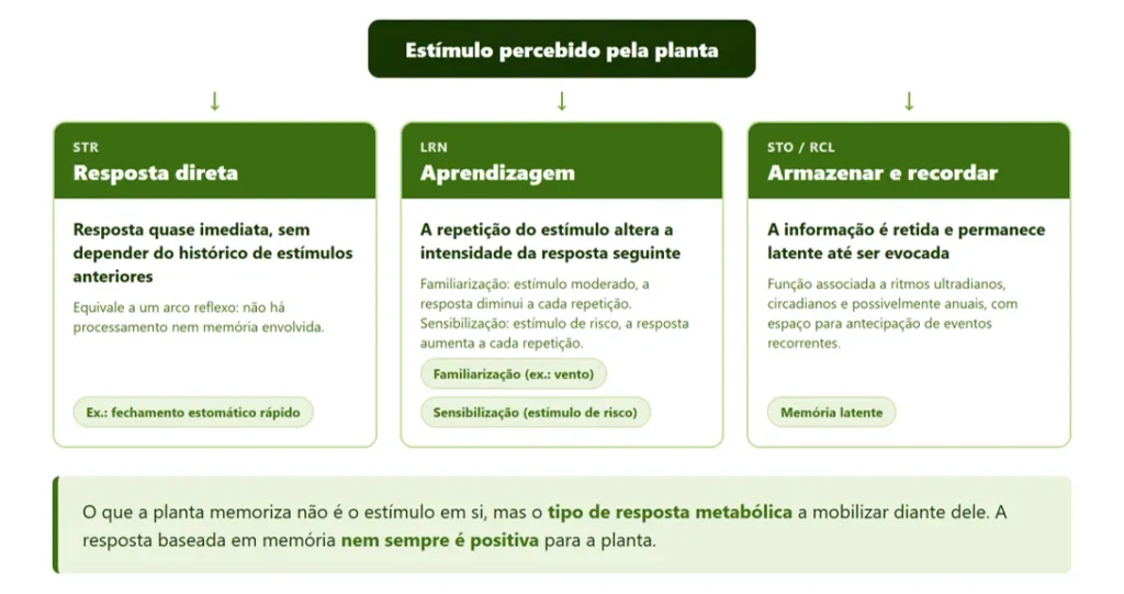 As três vias de resposta da planta a um estímulo: resposta direta, aprendizagem, armazenar e recordar. 