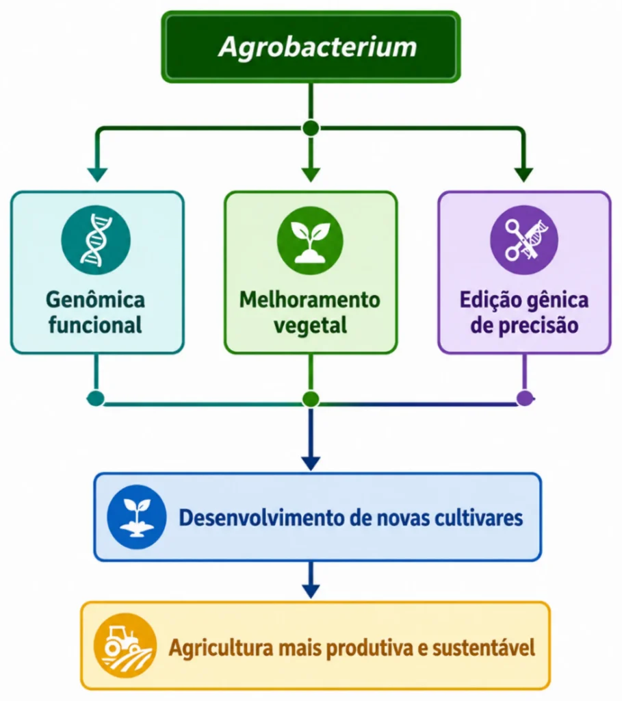 Principais aplicações de Agrobacterium na biotecnologia vegetal, destacando sua utilização em estudos de genômica funcional, melhoramento genético, edição gênica de precisão e desenvolvimento de novas cultivares 