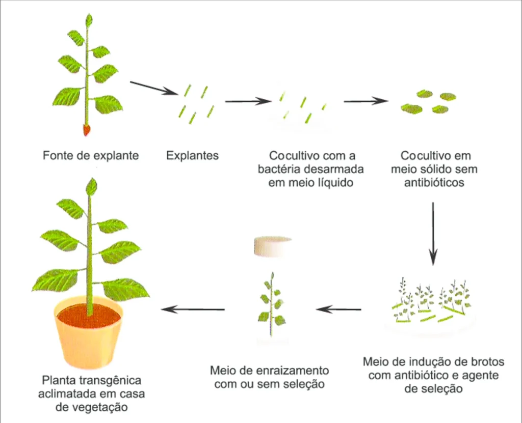 Representação esquemática do processo de transformação genética de plantas mediada por <i>Agrobacterium tumefaciens</i>