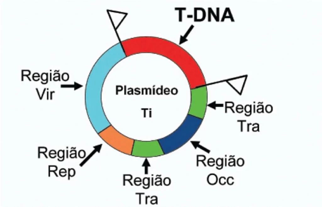 Organização estrutural do plasmídeo Ti (Tumor-inducing plasmid) de <i>Agrobacterium tumefaciens</i>