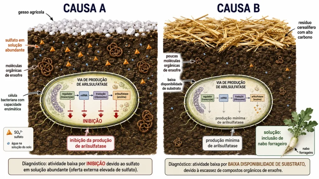 À esquerda, inibição por sulfato mineral abundante. À direita, ausência de substrato orgânico sulfurado.