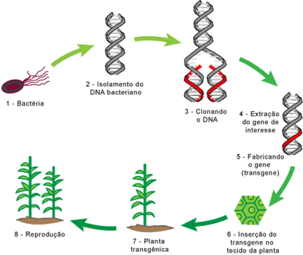 Representação esquemática das principais etapas da obtenção de uma planta transgênica. 