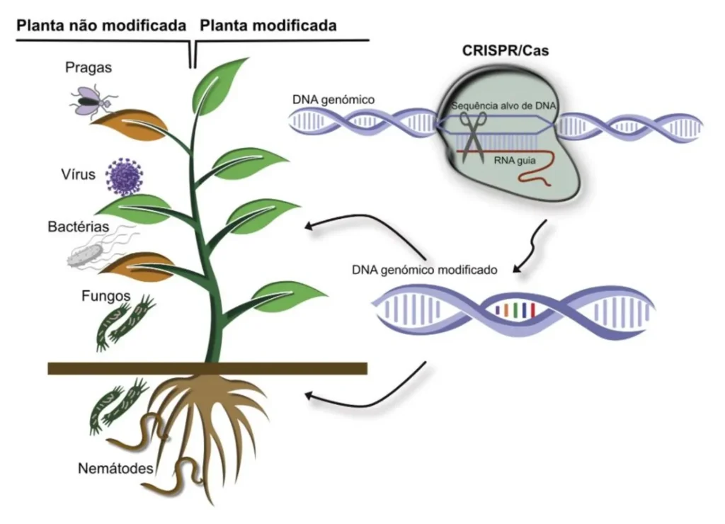 Esquema do sistema CRISPR-Cas9 mostrando o RNA guia e a proteína Cas9 cortando o DNA da planta