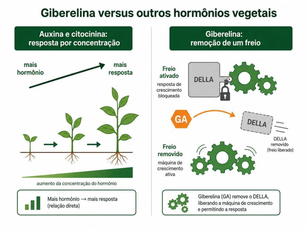Giberelina versus outros hormônios vegetais: mecanismo de ação por concentração crescente (auxina, citocinina) versus remoção de repressor (giberelina).