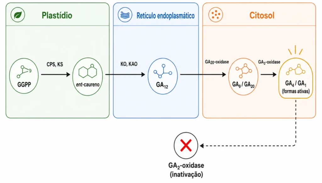 Fluxograma da rota biossintética da giberelina nas plantas