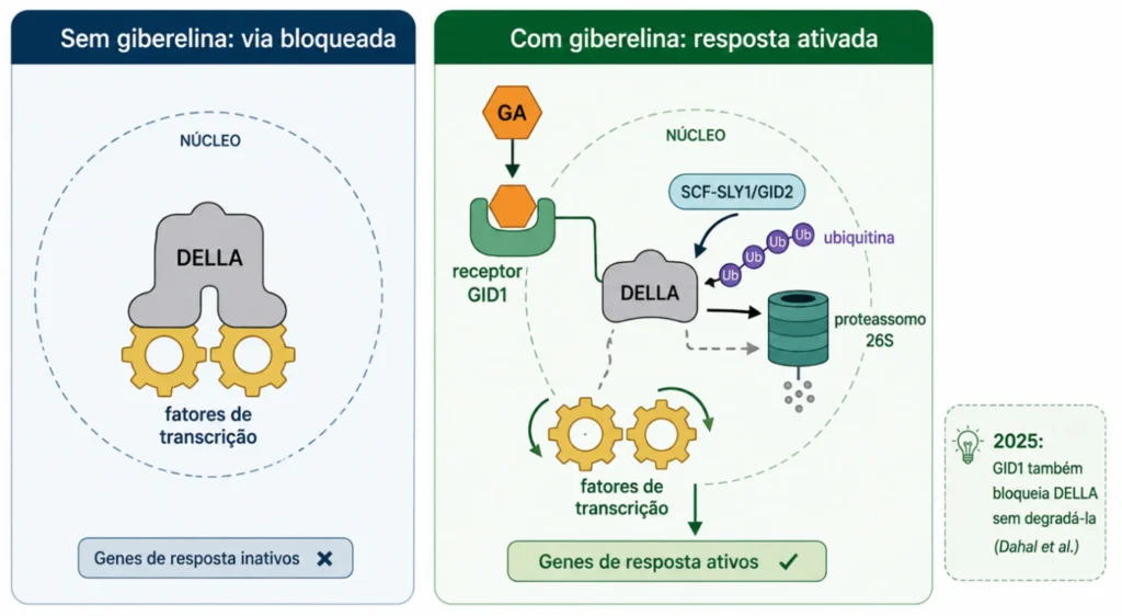  Diagrama de sinalização da giberenina na planta