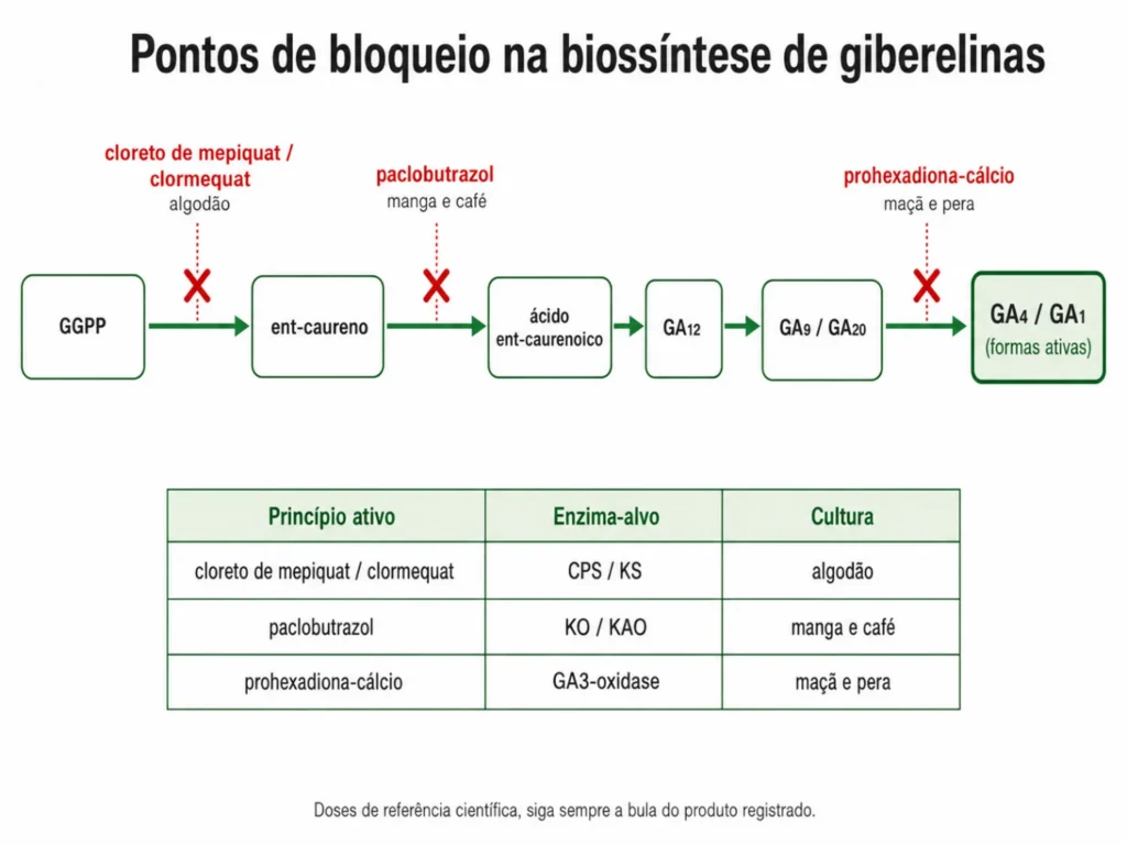 Infográfico "pontos de bloqueio". Três classes de inibidores de biossíntese de giberelina e o ponto exato da rota onde cada uma atua."