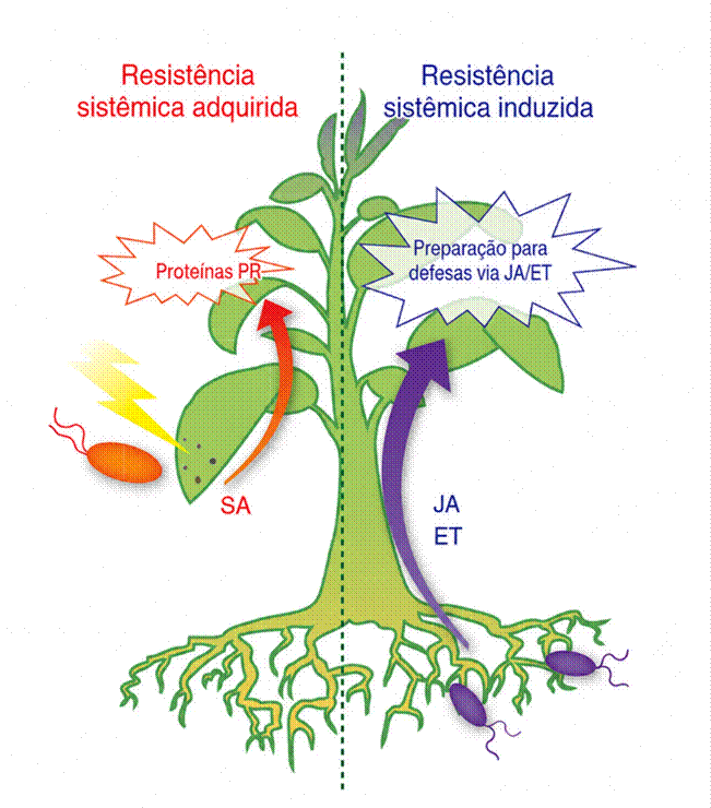 indução de resistência em plantas: Resistência sistêmica adquirida (SAR) e resistência sistêmica induzida (ISR) em plantas.