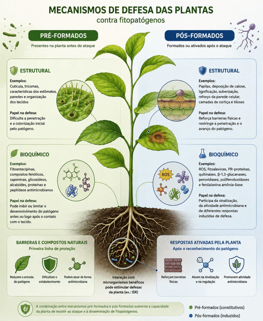 indução de resistência em plantas: Síntese dos principais mecanismos de defesa pré-formados e pós-formados das plantas contra fitopatógenos, incluindo barreiras estruturais e respostas bioquímicas associadas à prevenção da entrada, limitação da colonização e ativação de mecanismos de defesa