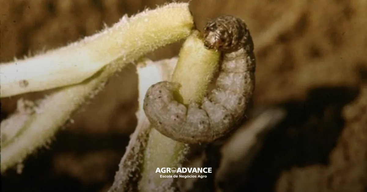 lagarta rosca lagarta-rosca agrotis ipsilon
