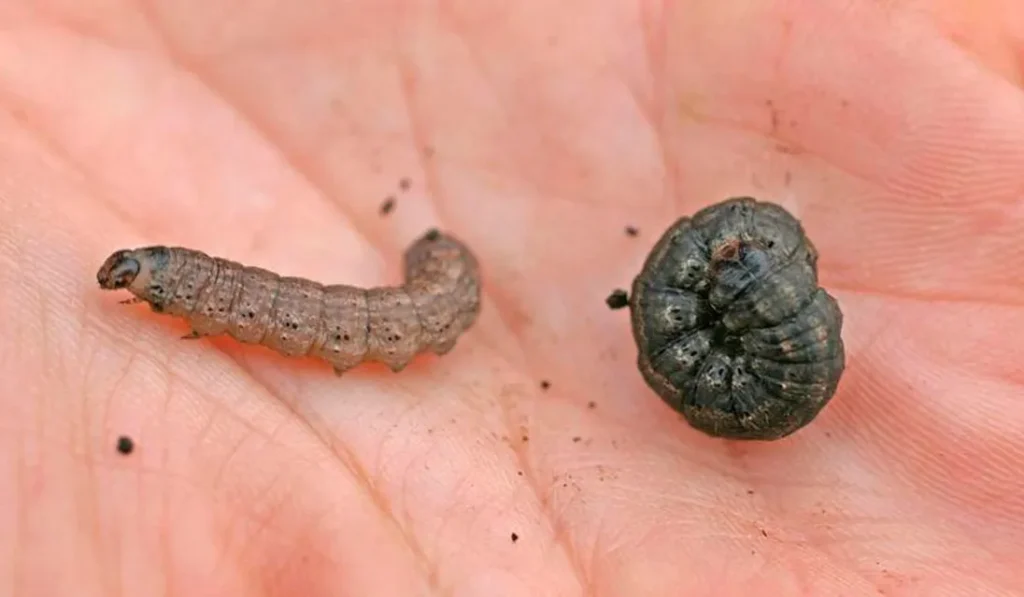 lagarta rosca agrotis ipsilon