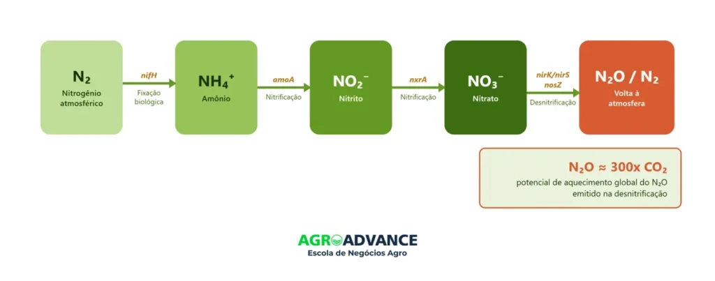 ciclo do nitrogênio é inteiramente conduzido por microrganismos do solo. microbioma do solo