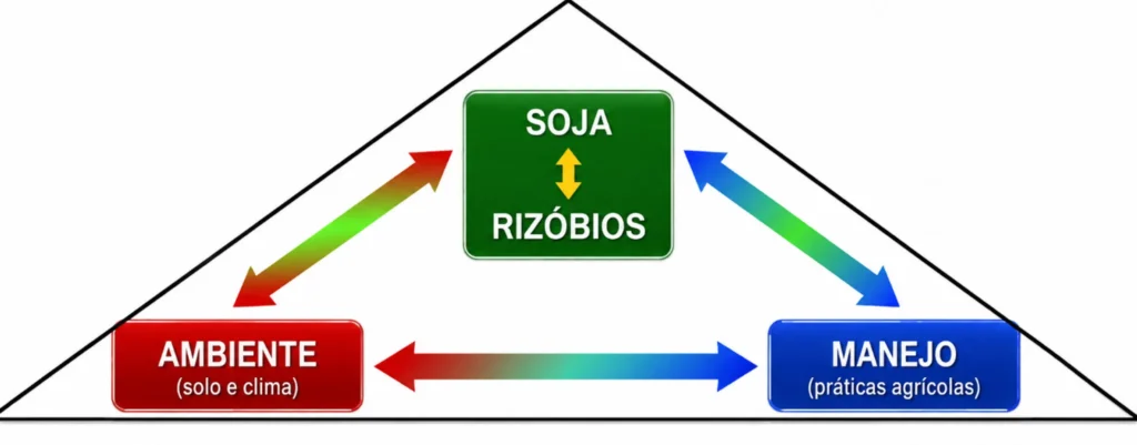 Interação entre ambiente, manejo e associação soja–rizóbios. 