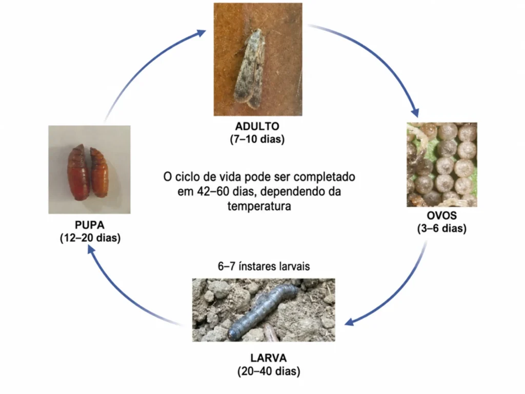 ciclo de vida da lagarta rosca agrotis ipsilon