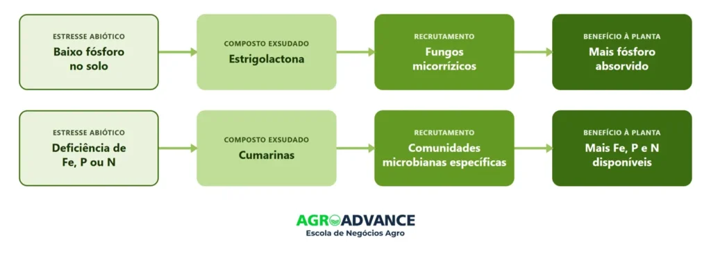 A teoria "cry for help": como a planta muda sua exsudação química para pedir socorro ao solo sob estres