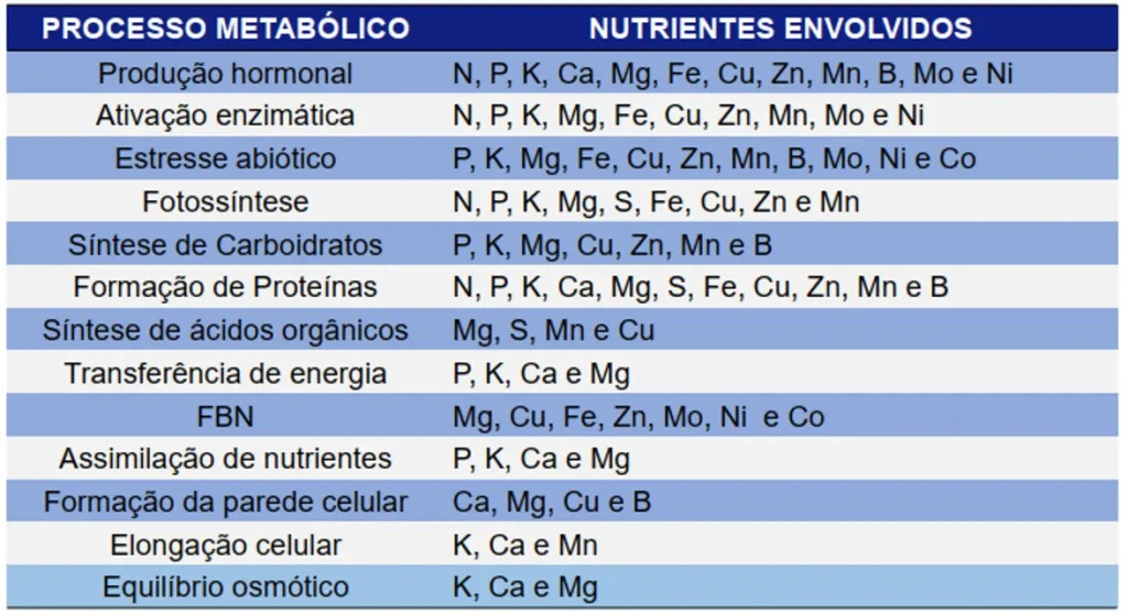 Principais processos metabólicos e nutrientes envolvidos na nutrição vegetal