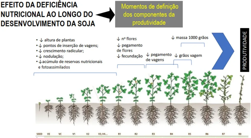 Efeito da deficiência nutricional nos componentes de produtividade da soja