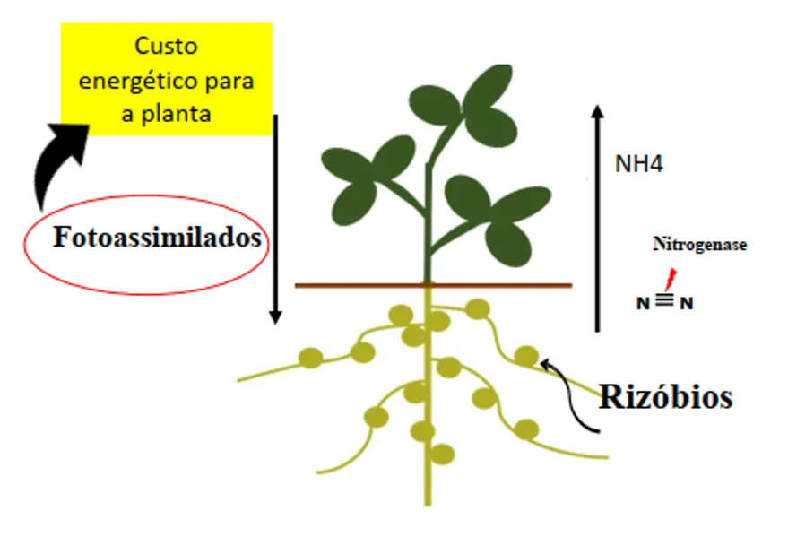Adubação nitrogenada e nodulação da soja
