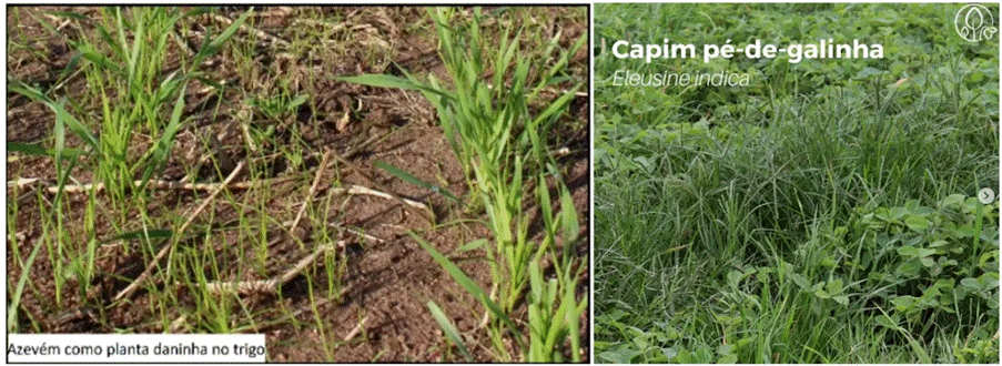 Sistemas de produção com presença de azevém, e ocorrência da espécie em áreas cultivadas com trigo. controle com cletodim