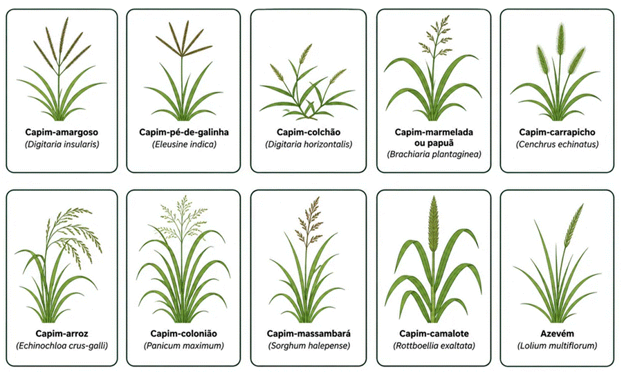 Principais espécies de plantas daninhas gramíneas de importância agrícola associadas ao manejo com herbicidas graminicidas. gramíneas que o cletodim controla