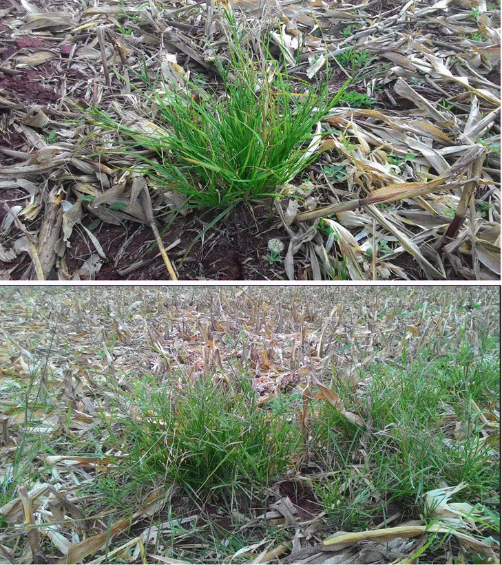 Ocorrência de capim-pé-de-galinha (Eleusine indica) em área de produção de milho em sistema de sucessão com soja