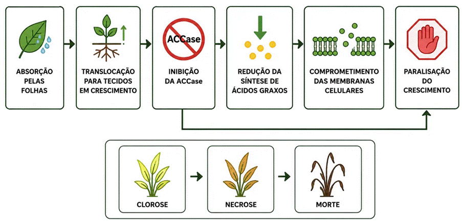 Mecanismo de ação do cletodim e progressão dos sintomas em gramíneas suscetíveis. 