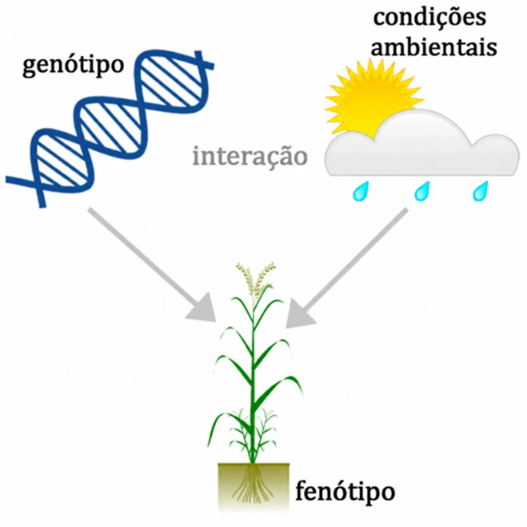 interação entre genótipo x ambiente