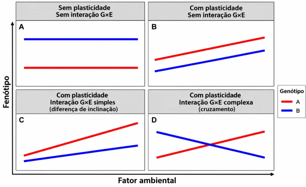 Normas de reação de dois genótipos em função do ambiente